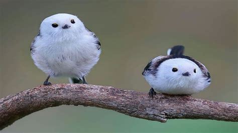 シマエナガかわいい、そして宇宙の謎は深まる